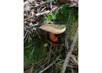Hasenröhrling (Gyroporus castaneus) - © Bernard Wieser